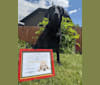 Raven, a Golden Retriever and German Shepherd Dog mix tested with EmbarkVet.com