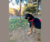 Oliver, a German Shepherd Dog and Basset Hound mix tested with EmbarkVet.com