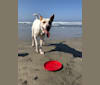 Duke, a German Shepherd Dog and Boxer mix tested with EmbarkVet.com