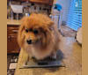 Bear, a Pomeranian tested with EmbarkVet.com