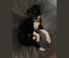 Photo of Loki, a Border Collie, Australian Cattle Dog, Shetland Sheepdog, and Mixed mix in San Jose, California, USA