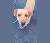 Cooper, a Labrador Retriever and Staffordshire Terrier mix tested with EmbarkVet.com