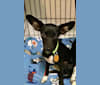Stevie, a Chihuahua and Miniature Pinscher mix tested with EmbarkVet.com