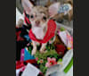 Francheska, a Chihuahua tested with EmbarkVet.com