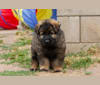 Vik, a German Shepherd Dog tested with EmbarkVet.com