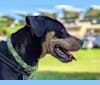 Otis, an American Pit Bull Terrier and Siberian Husky mix tested with EmbarkVet.com