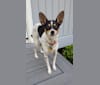 Bizzy, a Chihuahua and Australian Cattle Dog mix tested with EmbarkVet.com