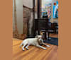 Bailey, a Norwegian Elkhound and Cocker Spaniel mix tested with EmbarkVet.com