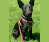Westin, an Australian Cattle Dog and American Pit Bull Terrier mix tested with EmbarkVet.com