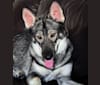 Jenna, a Siberian Husky and German Shepherd Dog mix tested with EmbarkVet.com