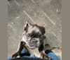 Gianna, a French Bulldog tested with EmbarkVet.com