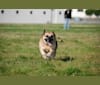 Sammy, an Australian Cattle Dog and Australian Shepherd mix tested with EmbarkVet.com
