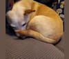 Basil, a Chihuahua and Miniature Pinscher mix tested with EmbarkVet.com