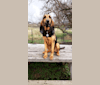 Photo of Banjo, a Bloodhound  in California, USA