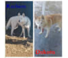 Dakota, a Siberian Husky tested with EmbarkVet.com