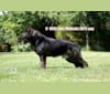 Will, a German Shepherd Dog tested with EmbarkVet.com