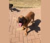 Photo of Red, a Cane Corso  in Mission, TX, USA