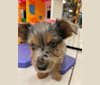 Bentley, a Chorkie tested with EmbarkVet.com