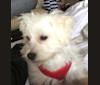 Popcorn, a Maltese and West Highland White Terrier mix tested with EmbarkVet.com