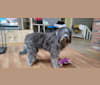 Kitti, a Bergamasco Sheepdog tested with EmbarkVet.com