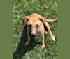 Nola, a Staffordshire Terrier and Labrador Retriever mix tested with EmbarkVet.com