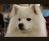 Seven, an American Eskimo Dog tested with EmbarkVet.com
