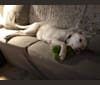 Lily, a Labrador Retriever and Chow Chow mix tested with EmbarkVet.com
