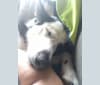 Koda bear, a Karelian Bear Dog tested with EmbarkVet.com