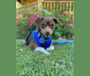 Max, a Chihuahua and Miniature Pinscher mix tested with EmbarkVet.com