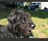 Bryson, a Labrador Retriever and Poodle (Standard) mix tested with EmbarkVet.com