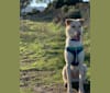 Dug, a Formosan Mountain Dog tested with EmbarkVet.com