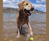 Russell, a Labrador Retriever and American Foxhound mix tested with EmbarkVet.com