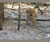 Chloe, a Rottweiler and Labrador Retriever mix tested with EmbarkVet.com