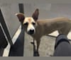 Milo, a Staffordshire Terrier and Siberian Husky mix tested with EmbarkVet.com