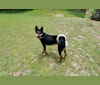 Darkar, a Hong Kong Village Dog tested with EmbarkVet.com