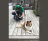 Tucker, a Shetland Sheepdog tested with EmbarkVet.com