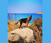 Eaton Chung, a Hong Kong Village Dog tested with EmbarkVet.com