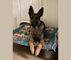 Photo of Hektor, a Belgian Malinois and German Shepherd Dog mix in Rector, AR, USA