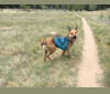 Rumour, a German Shepherd Dog and Labrador Retriever mix tested with EmbarkVet.com