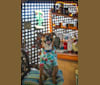 Riley, a Staffordshire Terrier and Labrador Retriever mix tested with EmbarkVet.com