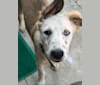 Puja, a South Asian Village Dog tested with EmbarkVet.com