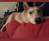 Sophie, a German Shepherd Dog and Labrador Retriever mix tested with EmbarkVet.com