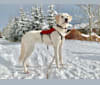 Halley, a Great Pyrenees and German Shepherd Dog mix tested with EmbarkVet.com