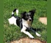 Photo of Pepper, a Rat Terrier, Chihuahua, Dachshund, Lhasa Apso, and American Eskimo Dog mix in Billings, MT, USA