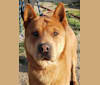 Photo of CurlyQ, a Chow Chow and Siberian Husky mix in Muscoy, California, USA