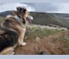 Fuzz, a Siberian Husky and Australian Shepherd mix tested with EmbarkVet.com