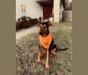 Zeus, a Doberman Pinscher and German Shepherd Dog mix tested with EmbarkVet.com
