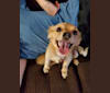 Rory, a Chihuahua and Poodle (Small) mix tested with EmbarkVet.com