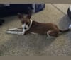 Elena, a Chihuahua and Staffordshire Terrier mix tested with EmbarkVet.com