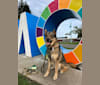 Ruka, a German Shepherd Dog and Siberian Husky mix tested with EmbarkVet.com